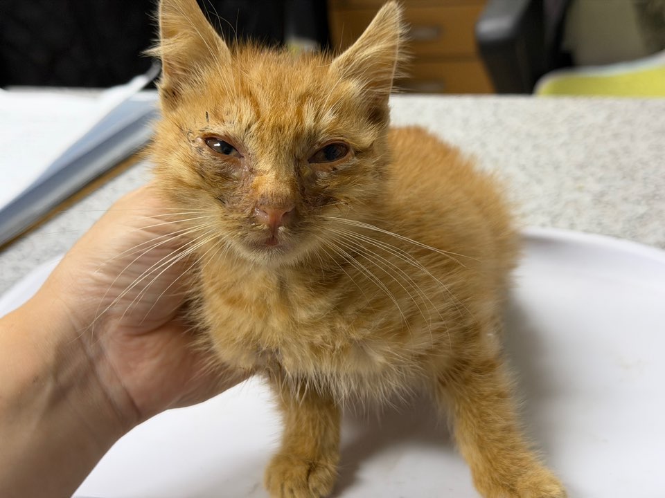 종료(자연사) 한국…